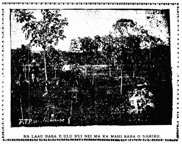 NA LAAU RABA E ULU NUI NEI  MA KA MAHI RABA O NAHIKU.