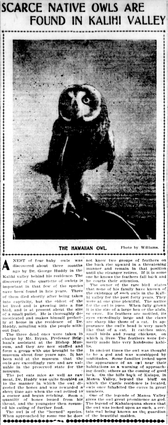 SCARCE NATIVE OWLS ARE FOUND IN KALIHI VALLEY